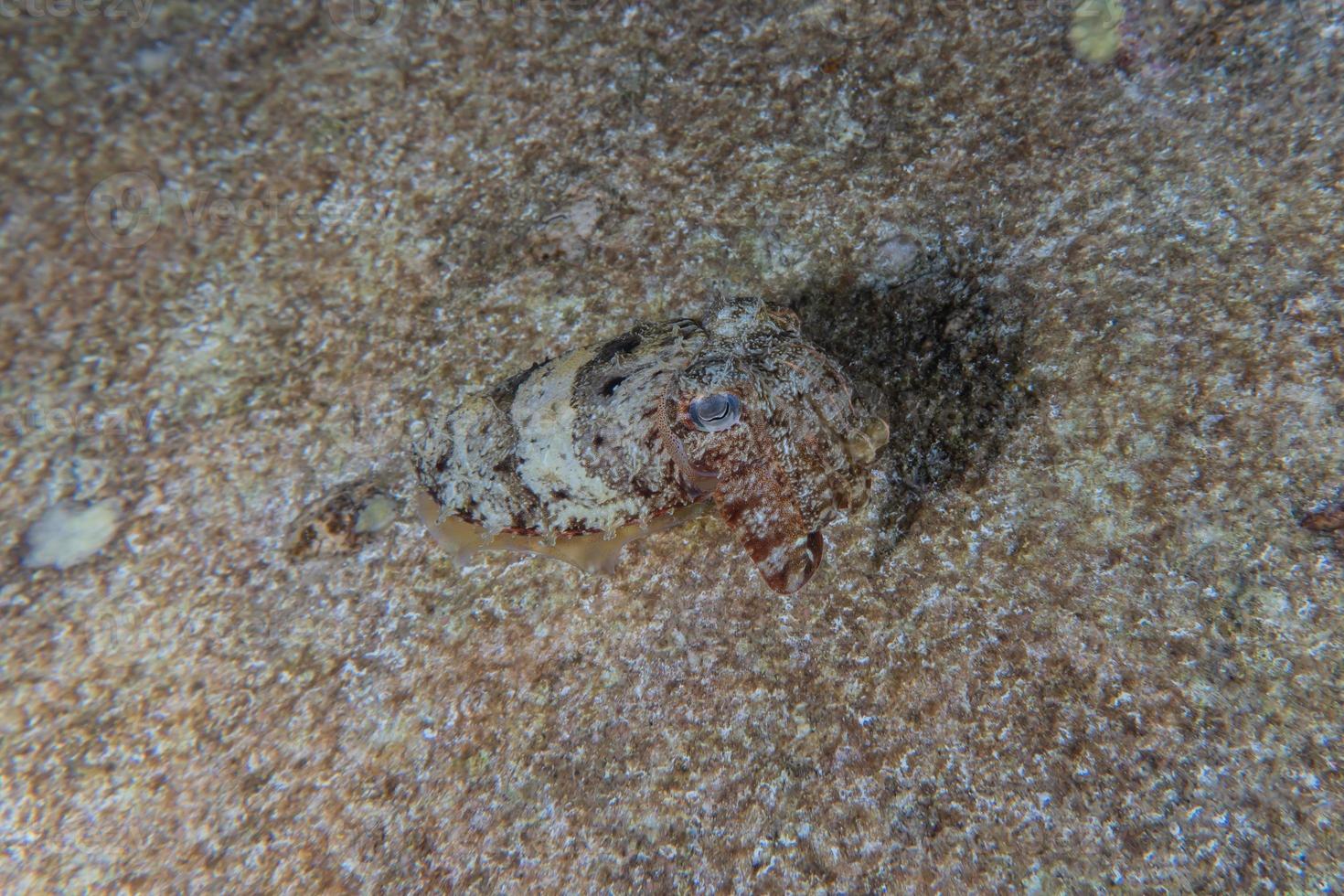 inktvis in de rode zee kleurrijk en mooi, eilat israël foto