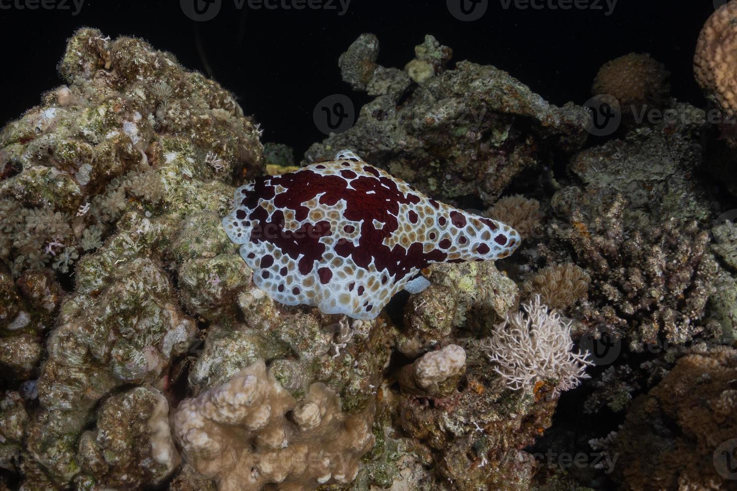 zeeslak in de rode zee kleurrijk en mooi, eilat israël foto