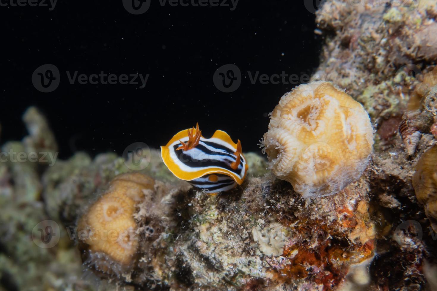 zeeslak in de rode zee kleurrijk en mooi, eilat israël foto