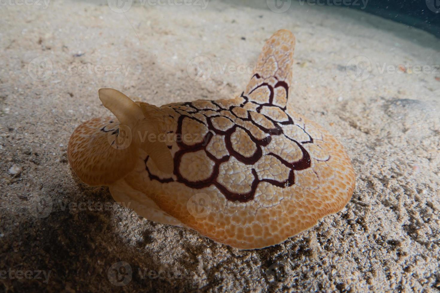 zeeslak in de rode zee kleurrijk en mooi, eilat israël foto