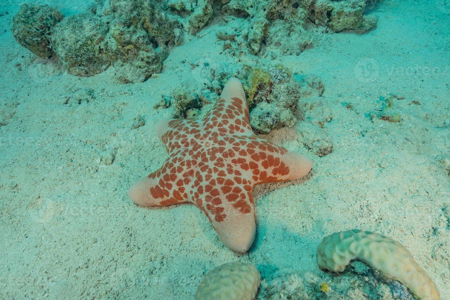 zeester op de zeebodem in de rode zee, eilat israël foto