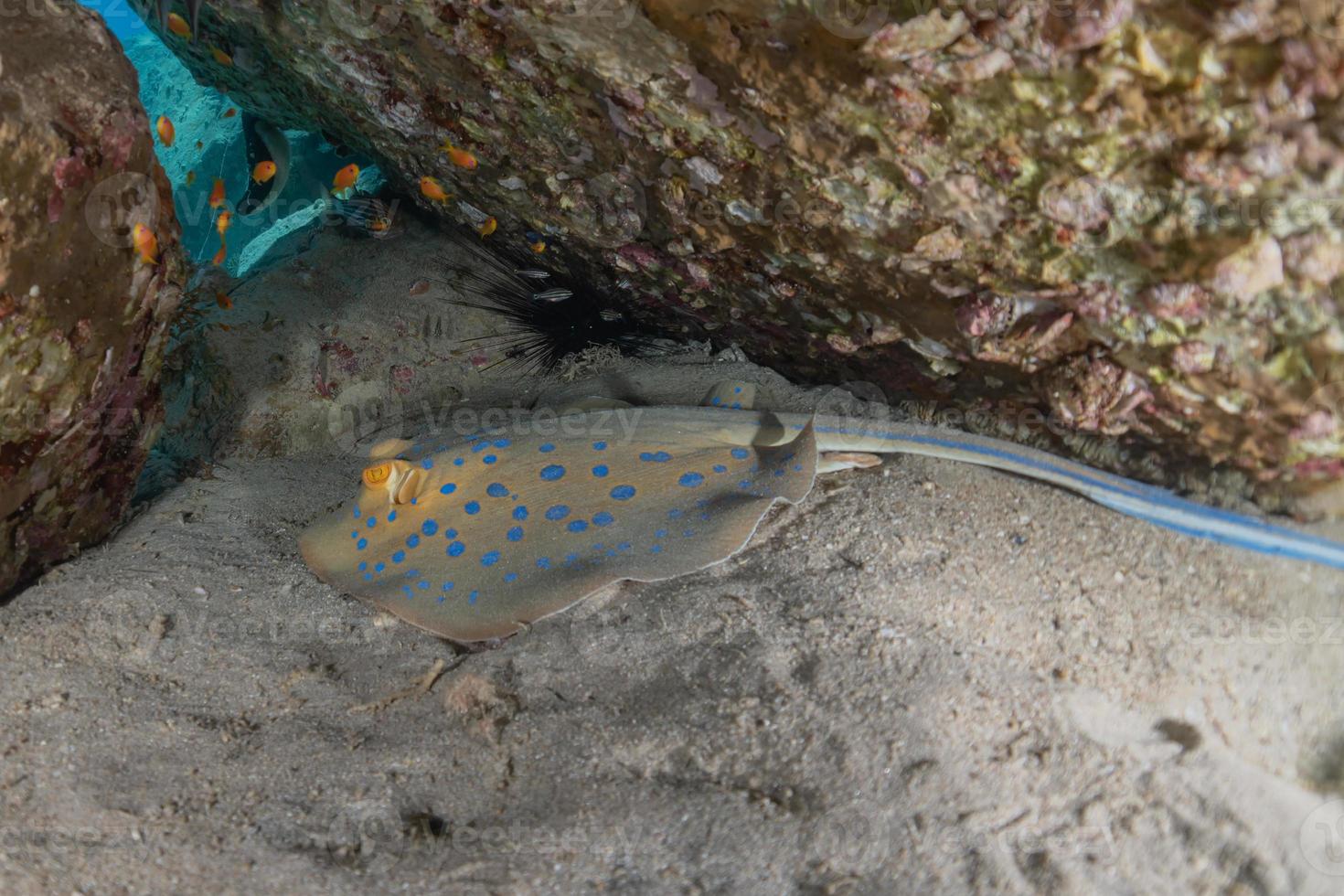 blauwgevlekte pijlstaartrog op de zeebodem in de rode zee foto