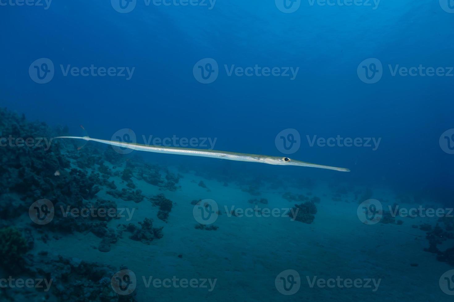 inktvis in de rode zee kleurrijk en mooi, eilat israël foto