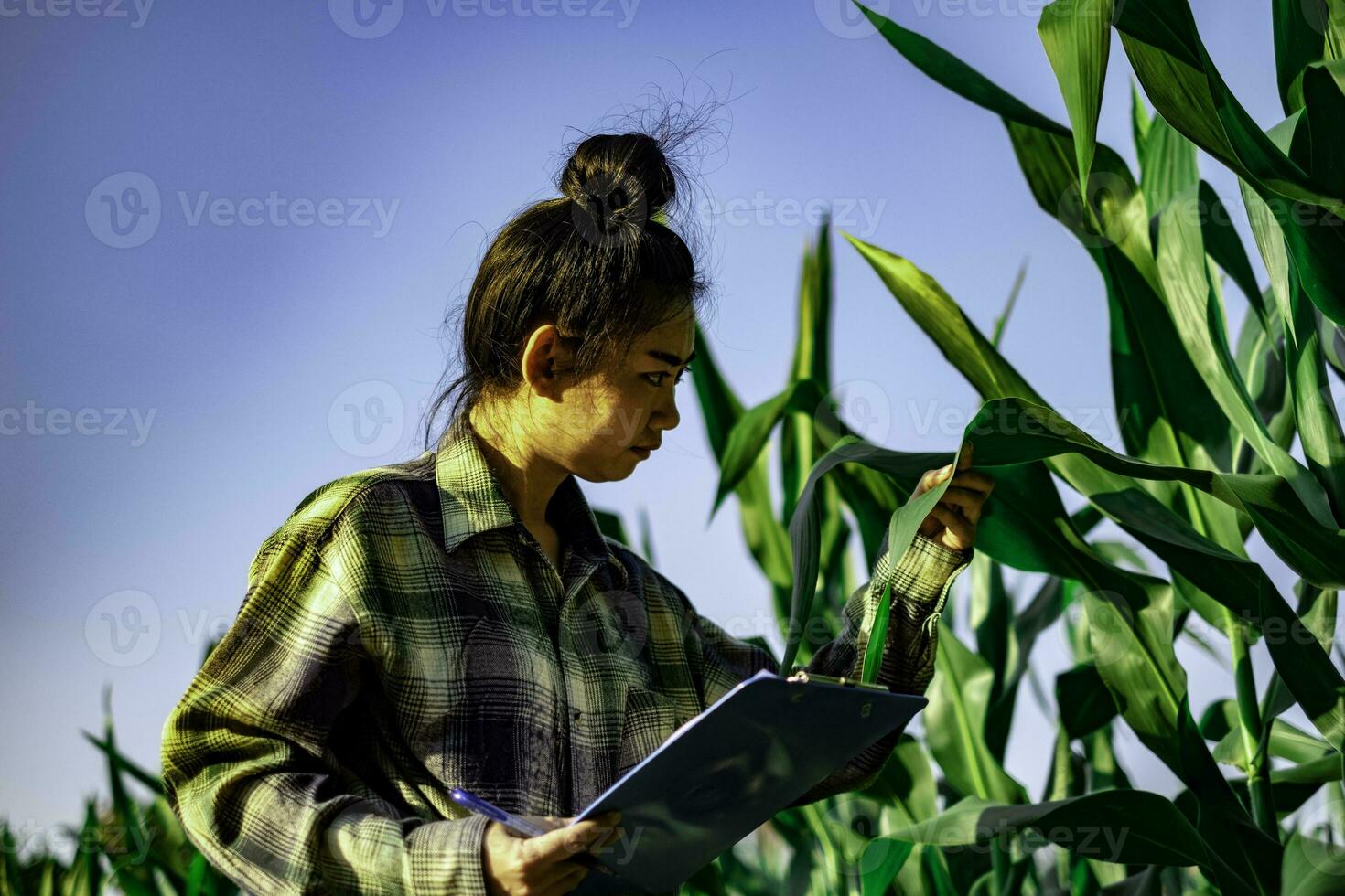jonge boer observeert enkele grafieken maïs in gearchiveerd foto