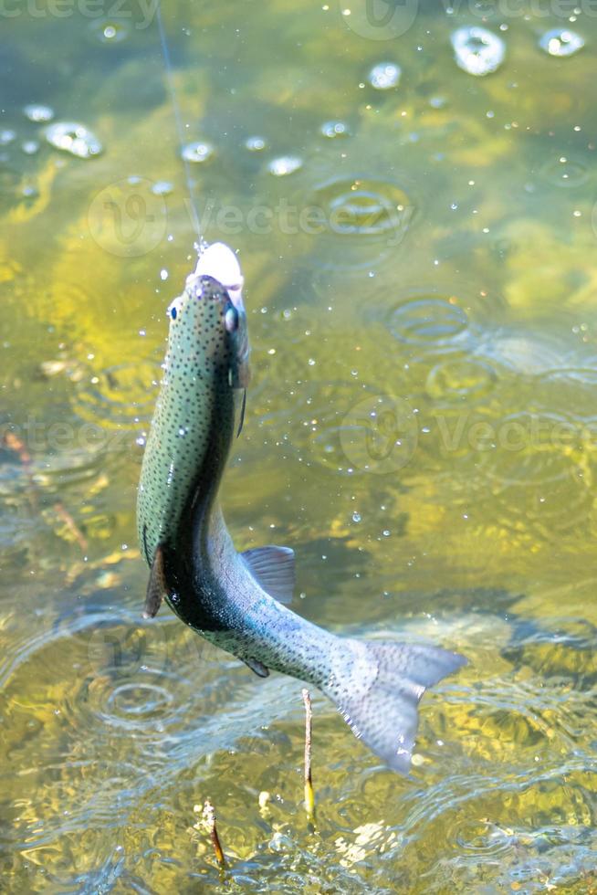 vissen op forel in een meertje in de staat Washington washing foto