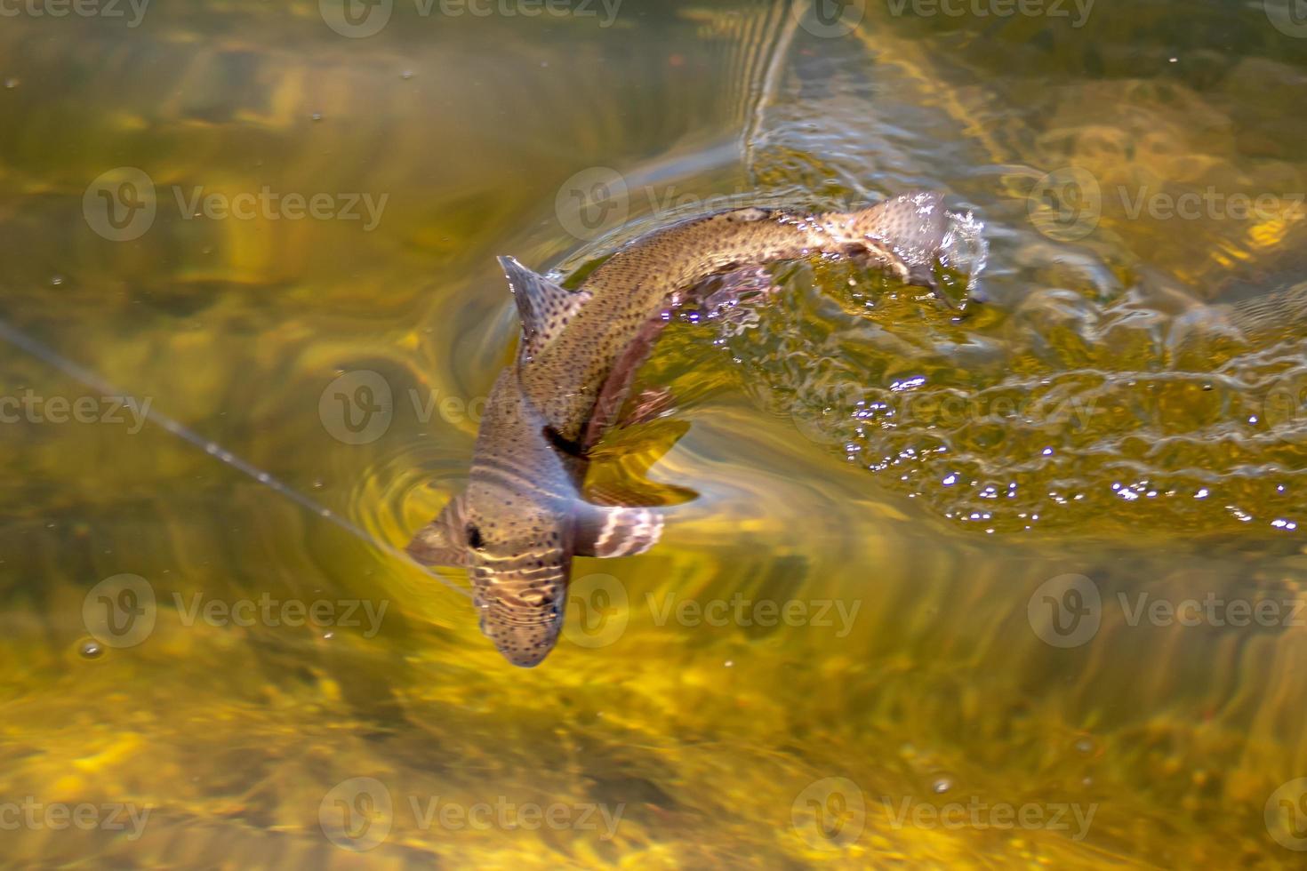 vissen op forel in een meertje in de staat Washington washing foto