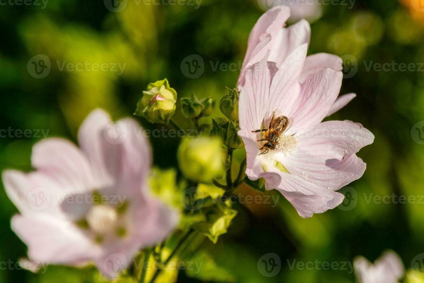 roze veld- kleuren met druppels en een fornuis verzamelen stuifmeel foto