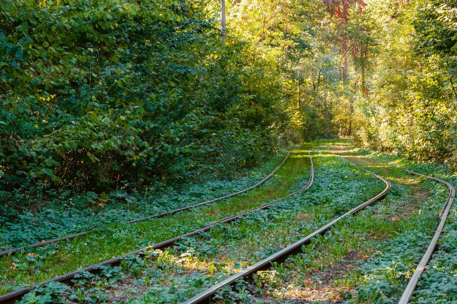 tram en tram rails in kleurrijk Woud foto