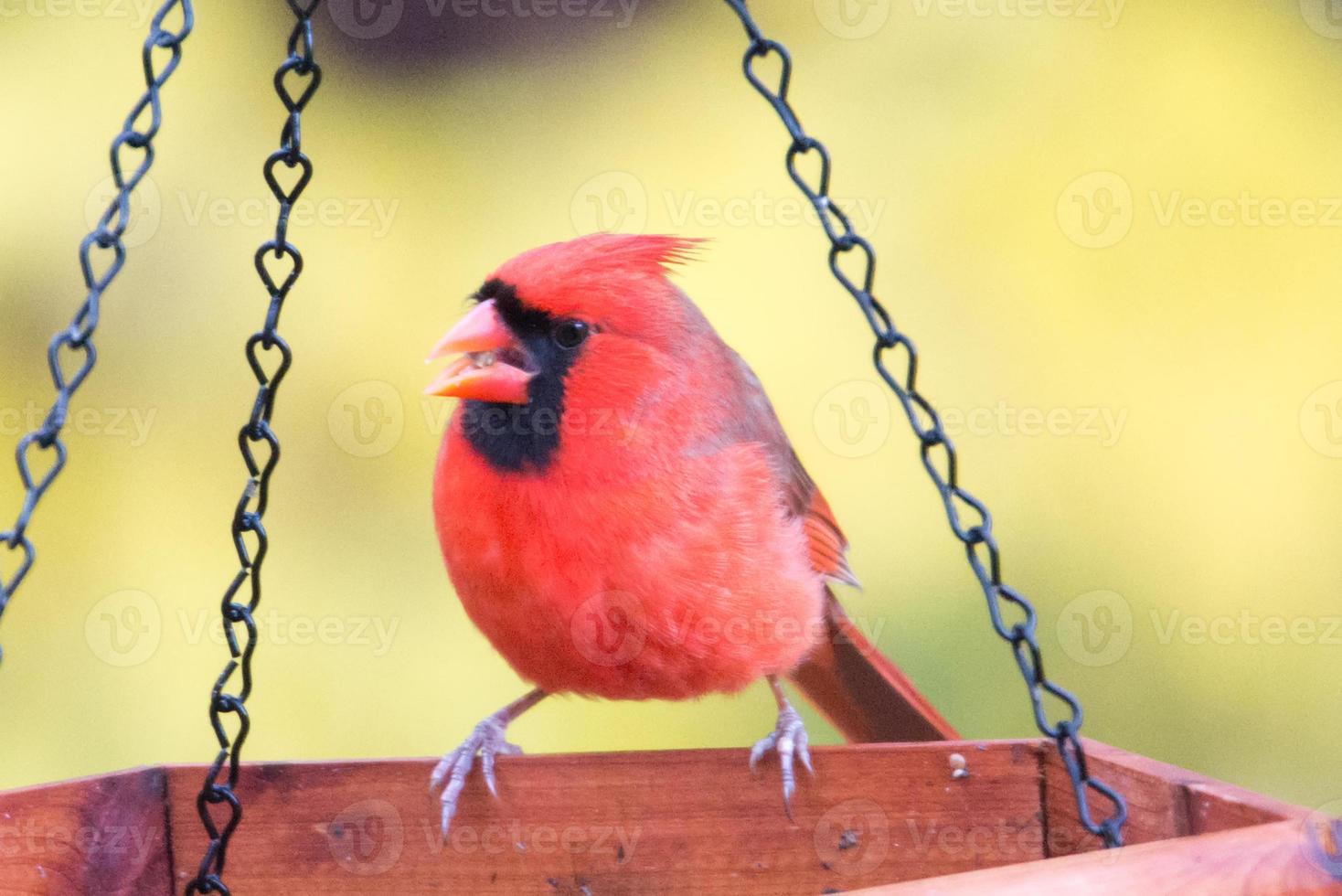 rode kardinaal aan het eten bij de feeder foto