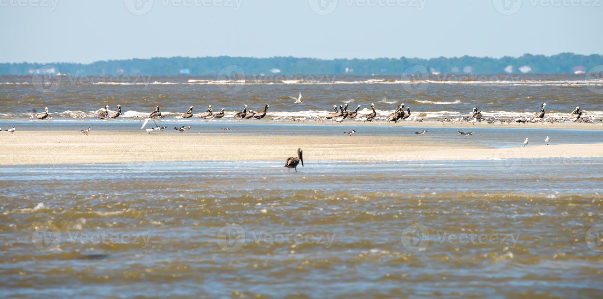 abstracte pelikanen tijdens de vlucht op het strand van de Atlantische Oceaan foto