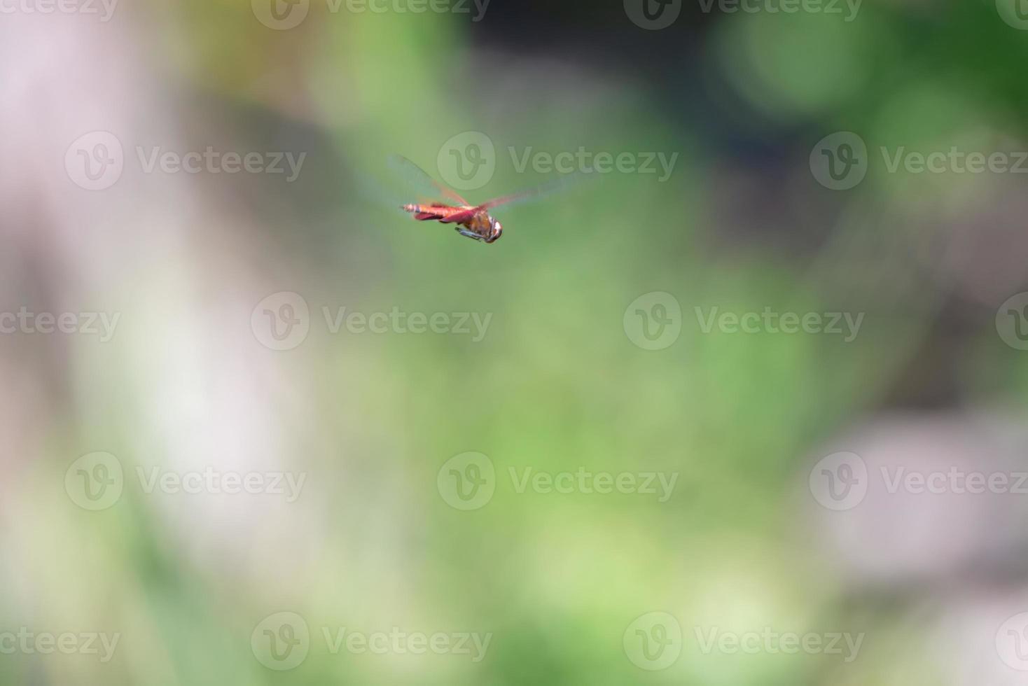 libel in de lucht tijdens de vlucht over vijver foto