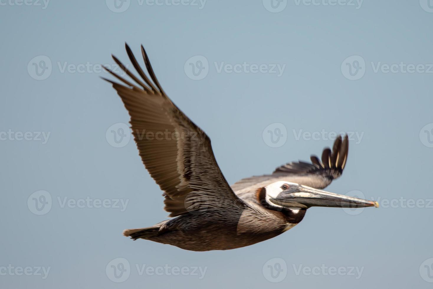 abstracte pelikanen tijdens de vlucht op het strand van de Atlantische Oceaan foto