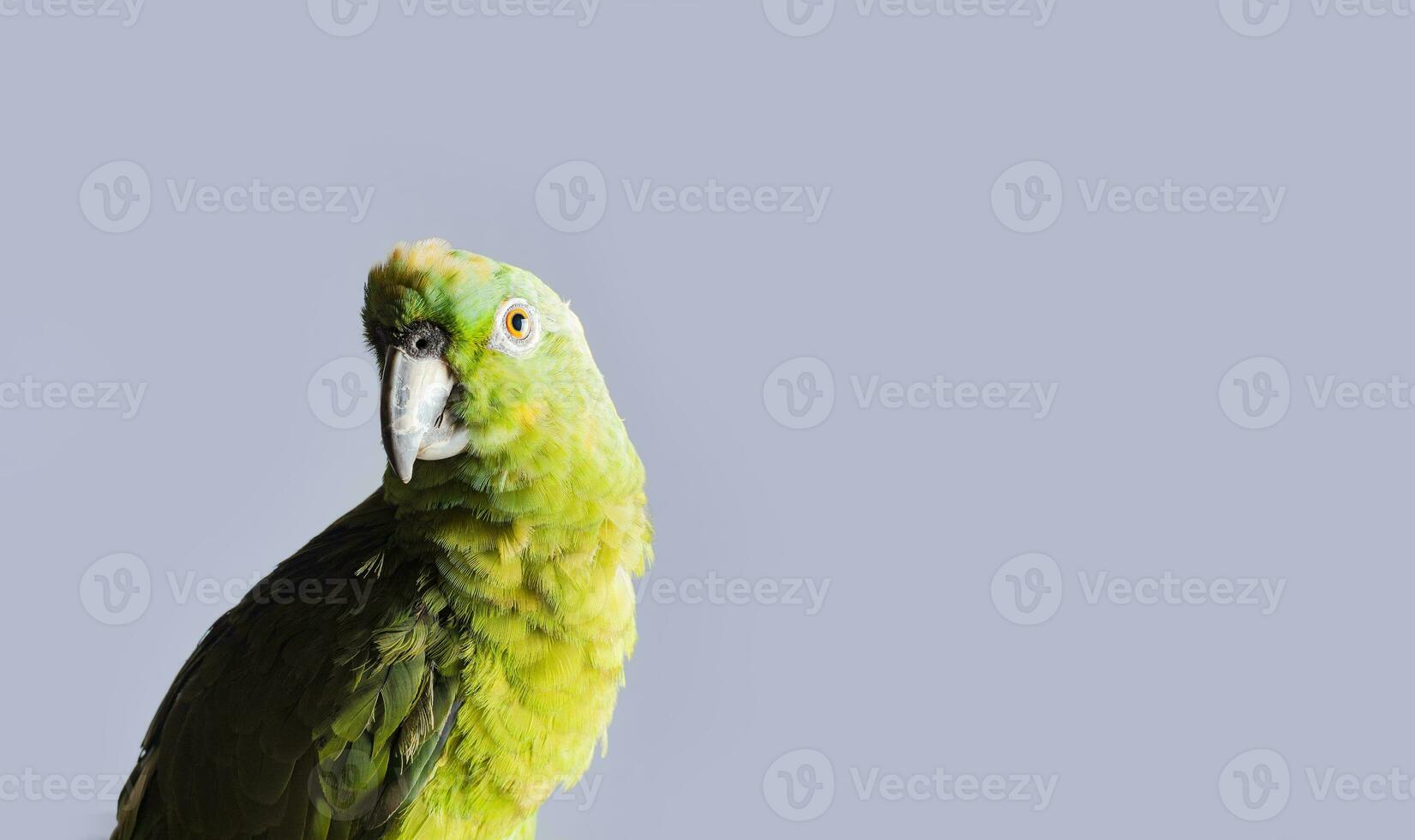 detailopname van een groen veer papegaai, een groen psittacoidea in wit achtergrond, detailopname van een groen papegaai oog met kopiëren ruimte foto