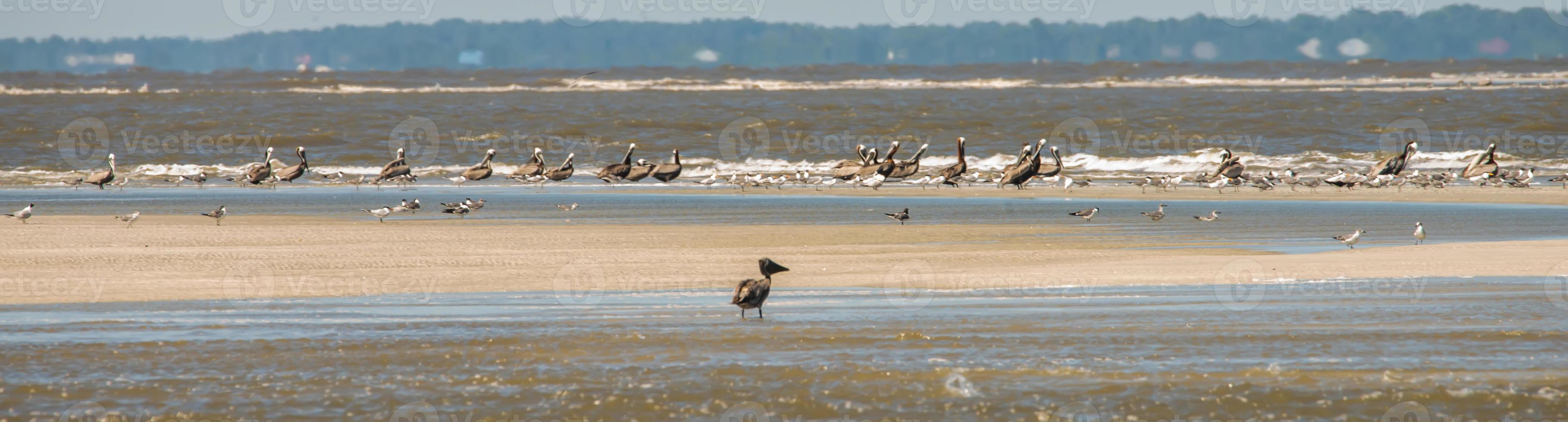 abstracte pelikanen tijdens de vlucht op het strand van de Atlantische Oceaan foto