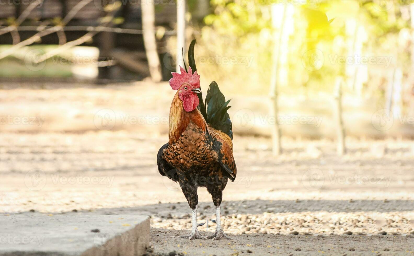 mooi ras haan in de tuin, een boerderij haan in de tuin, dichtbij omhoog van een ras haan in een werf foto