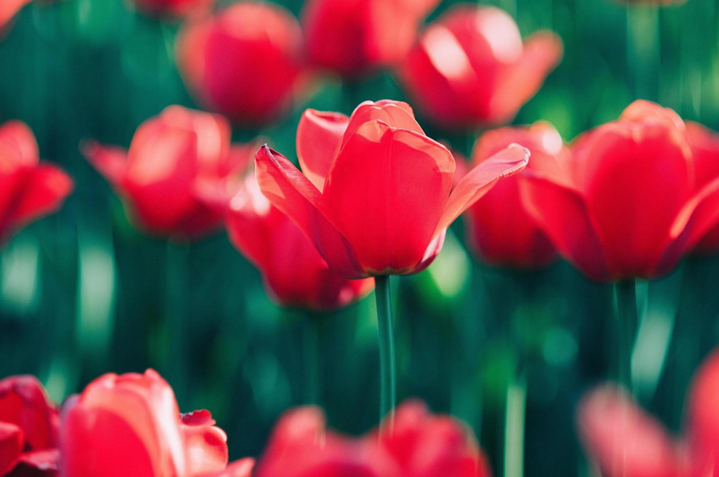 rode mooie tulp in bloei die uit het wazige bloemenveld valt foto