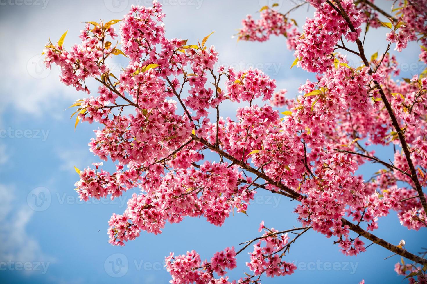 roze sakura bloemen van thailand bloeien in de winter bloom foto