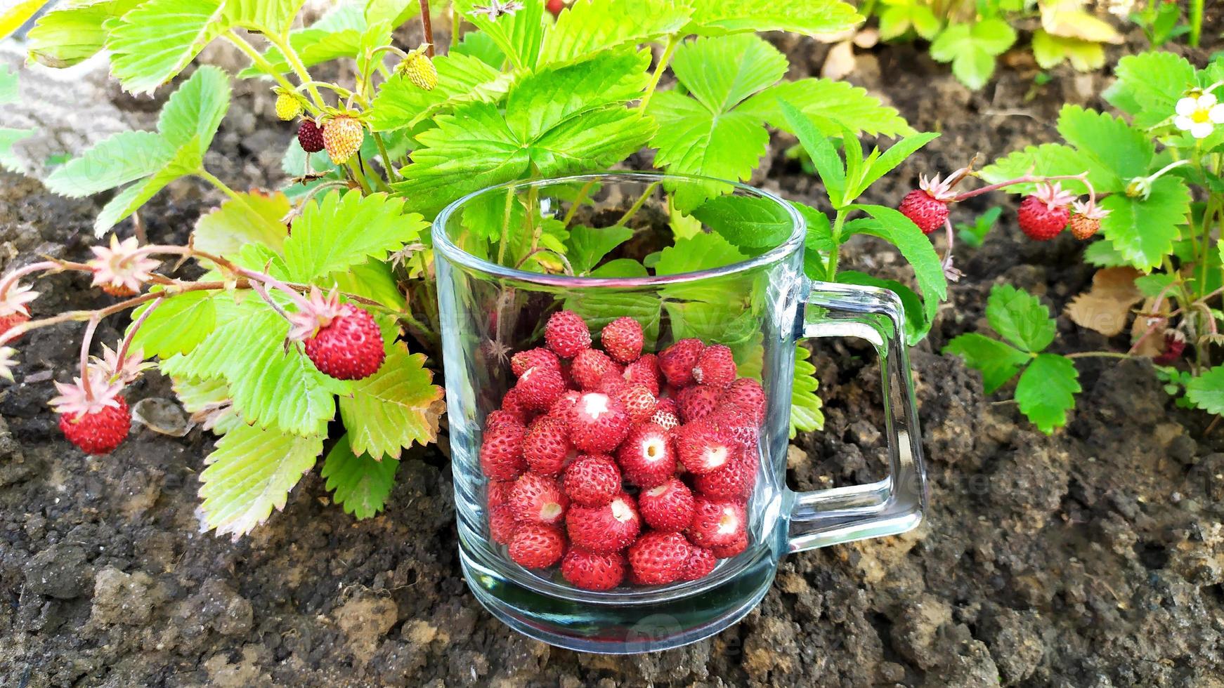 een glas met aardbeien staat op het tuinbed. foto