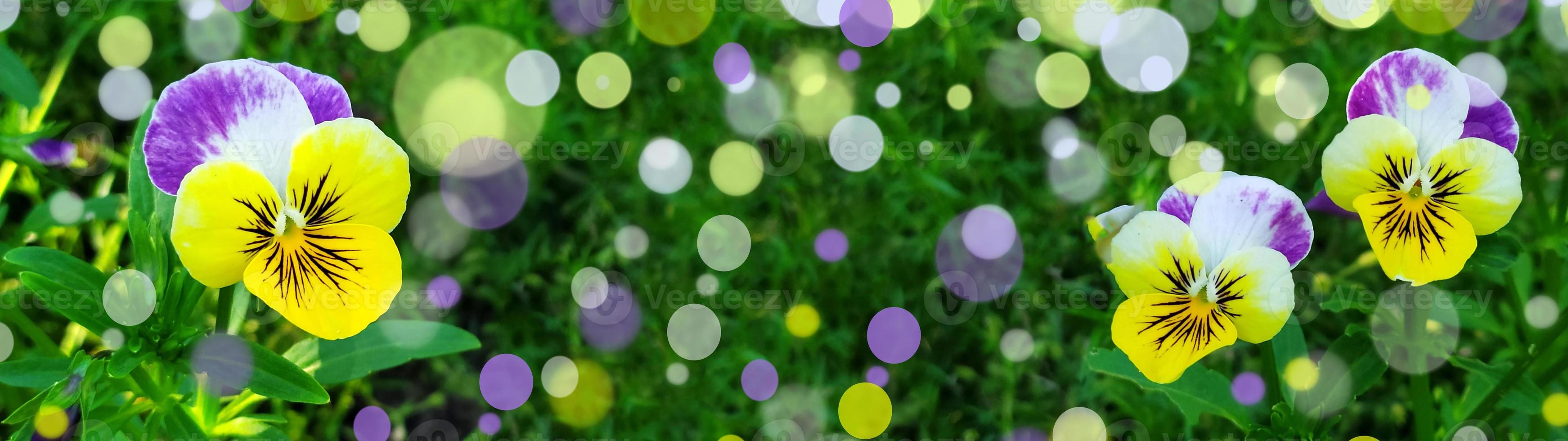 viooltjes op een achtergrond van groen gebladerte. foto