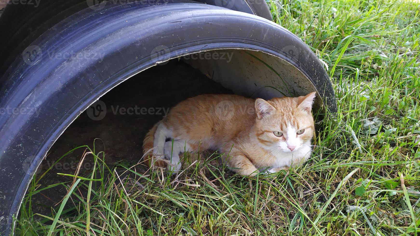 de kat verstopt zich voor de zon in de schaduw. een gemberkatje liegt foto