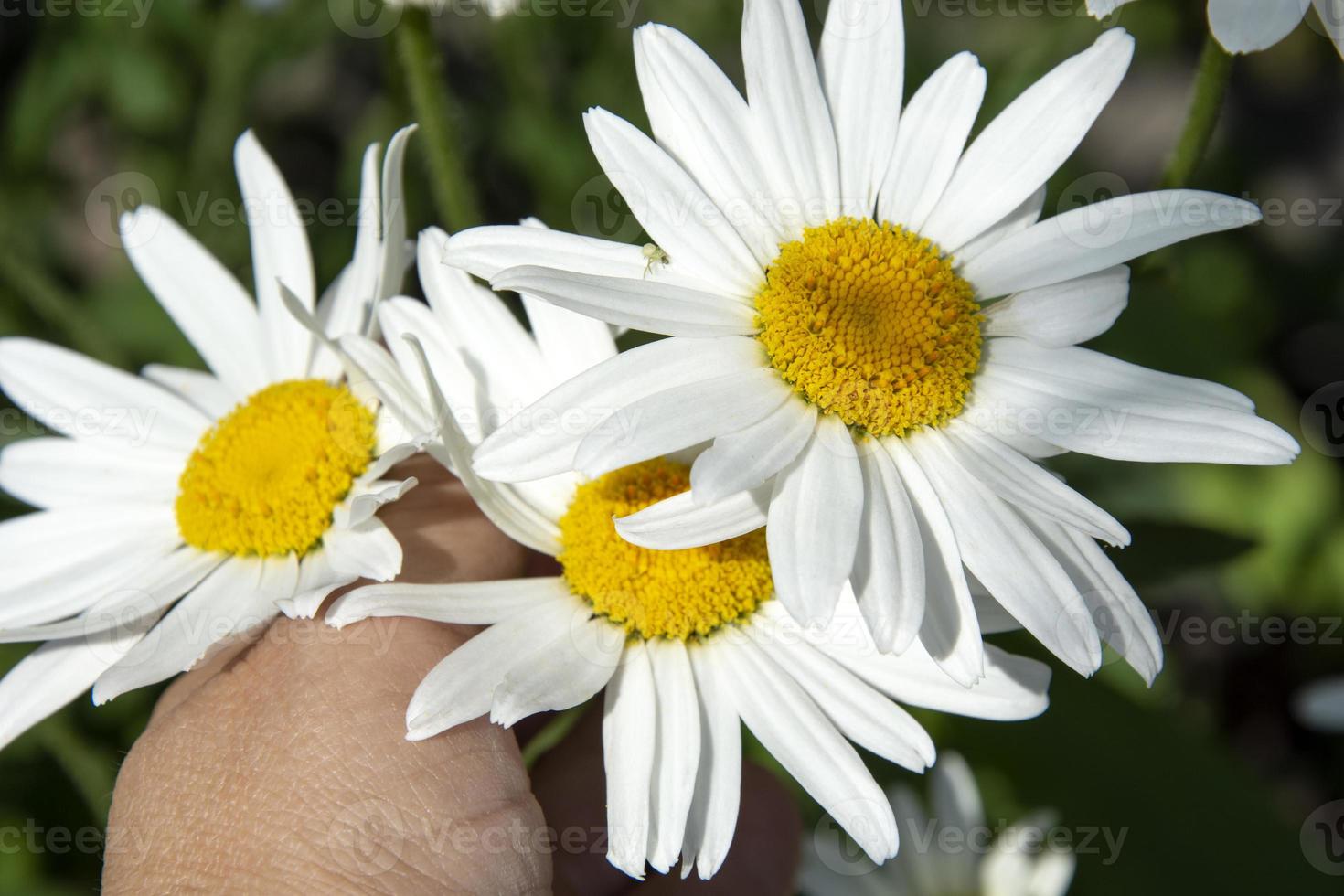 madeliefje bloemen close-up. de hand van een vrouw plukt tuinmadeliefjes. foto