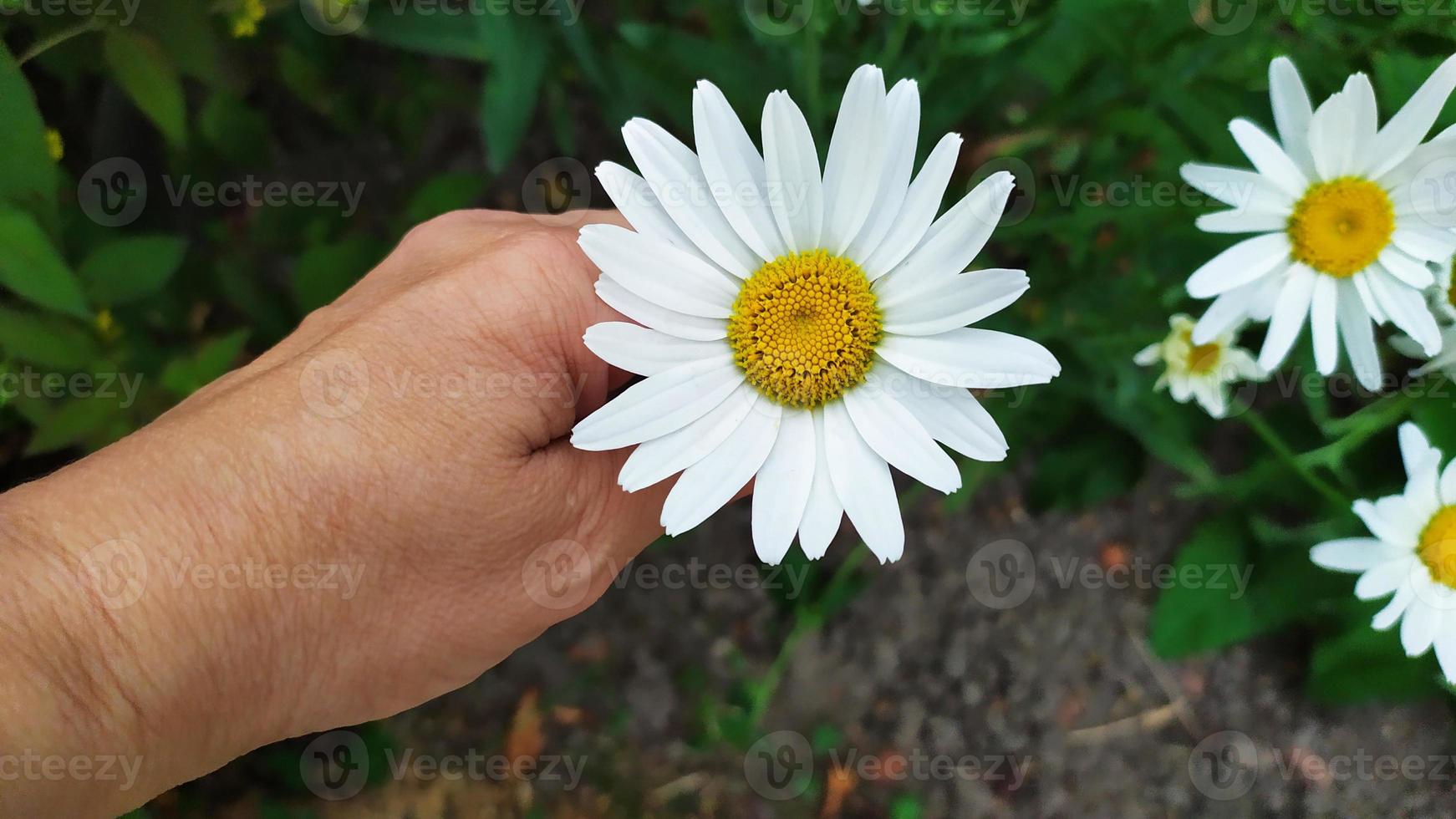 grote kamille in de palm van je hand. een bos witte madeliefjes foto