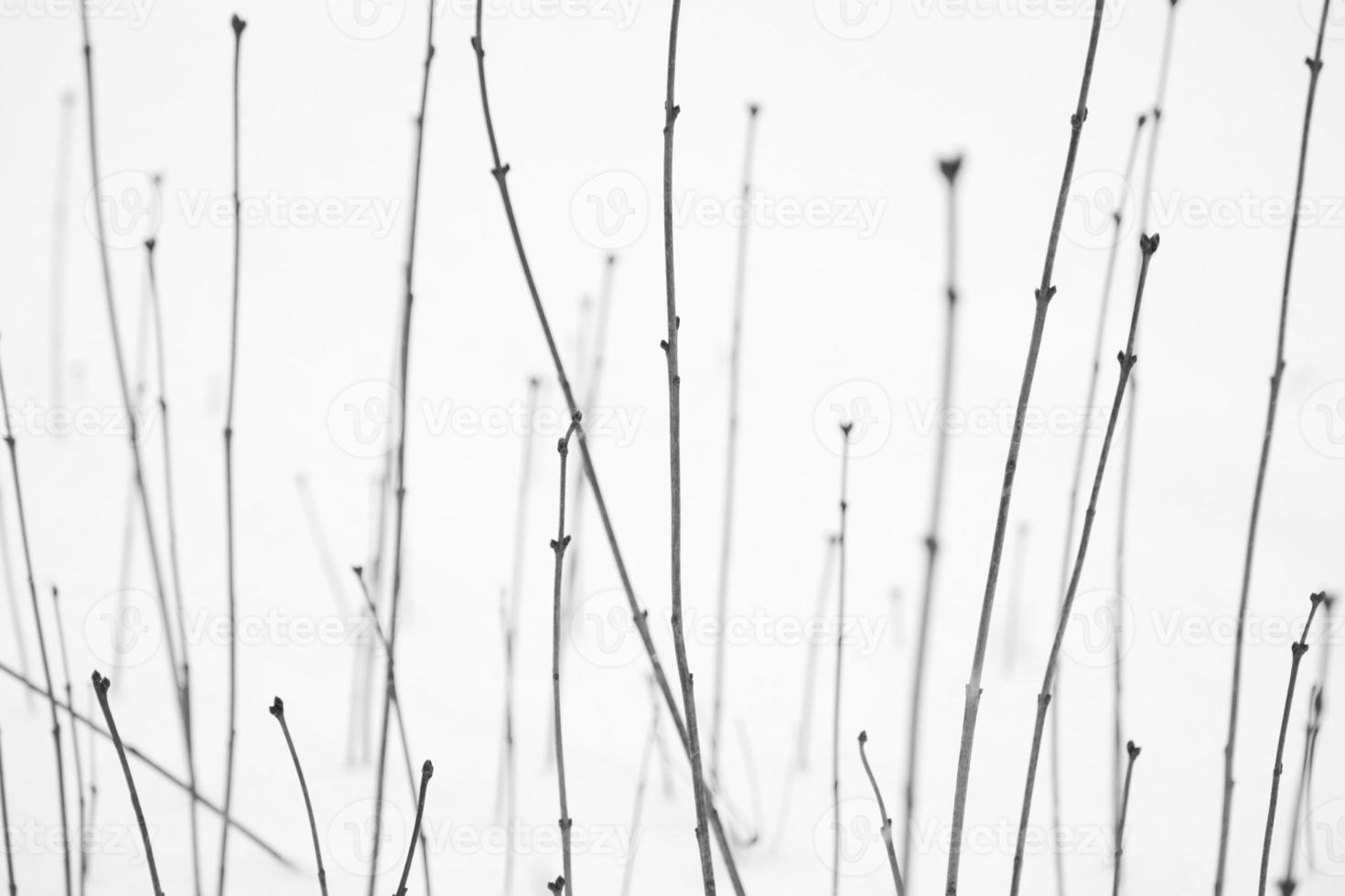 mooie patroonstamlijn van plantenstruik in een koud wintersneeuwveld foto