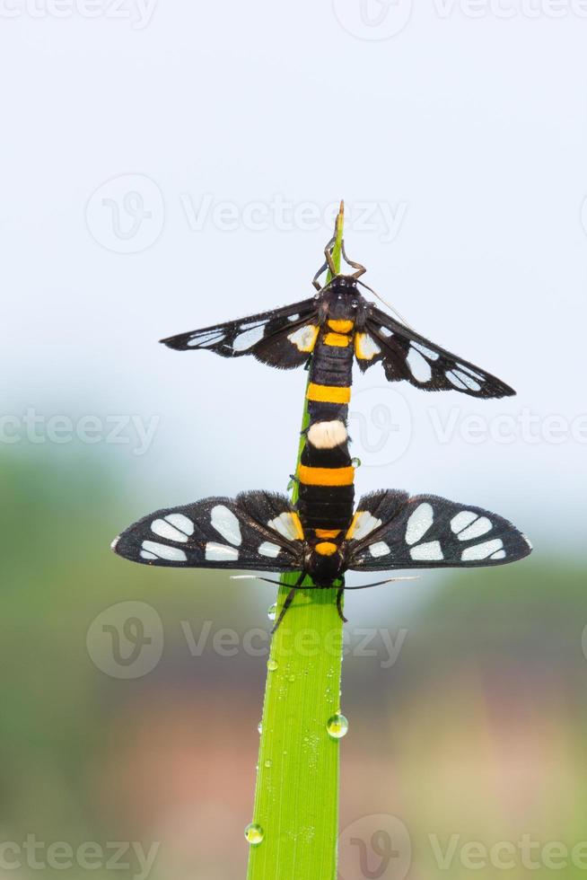 twee bedauwde vlinders mate foto