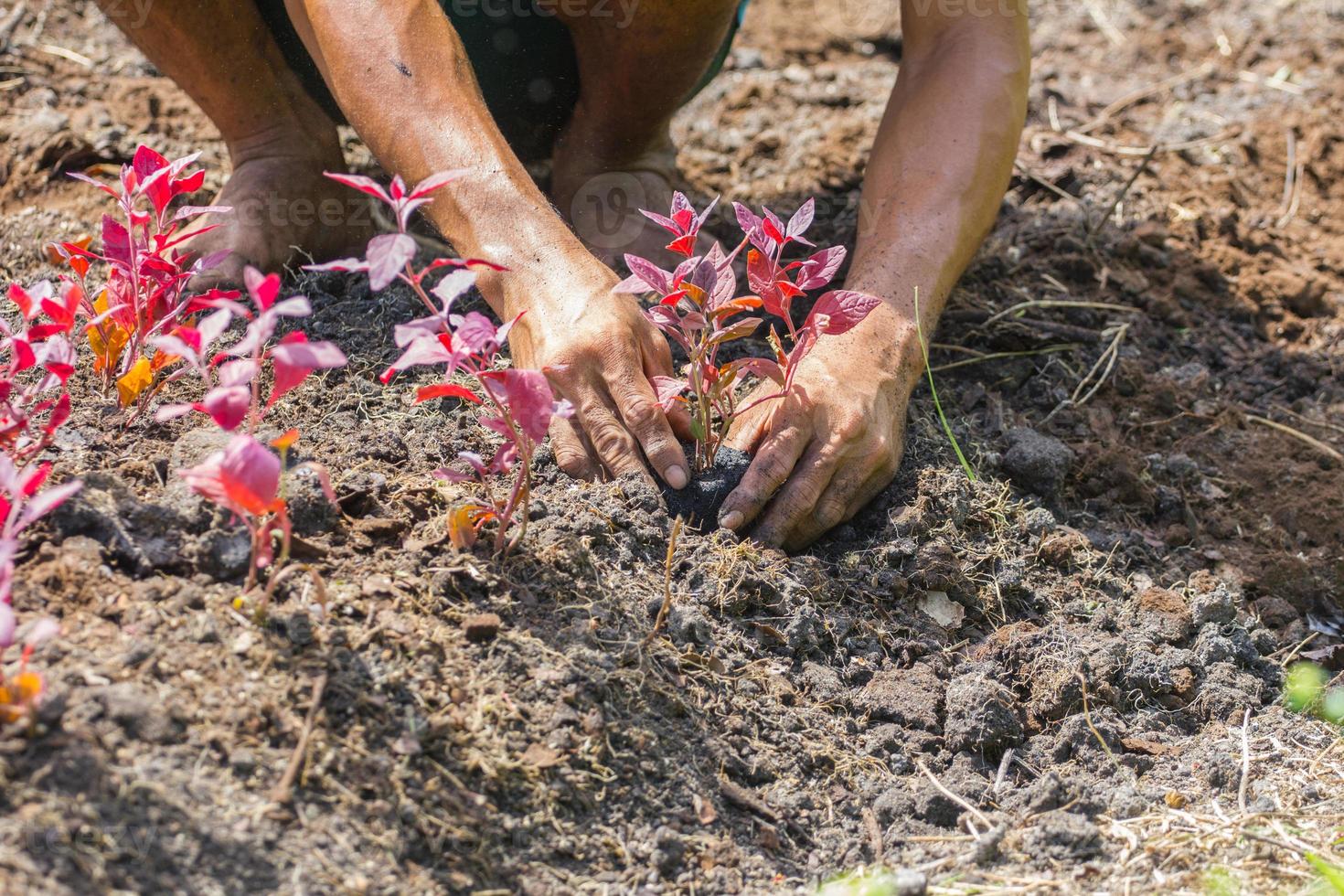 boerenhanden die een jonge boom laten groeien foto