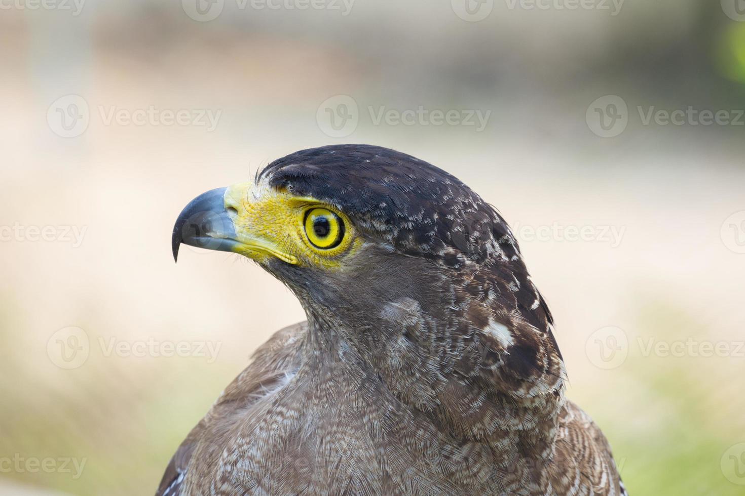 close-up jonge adelaar foto