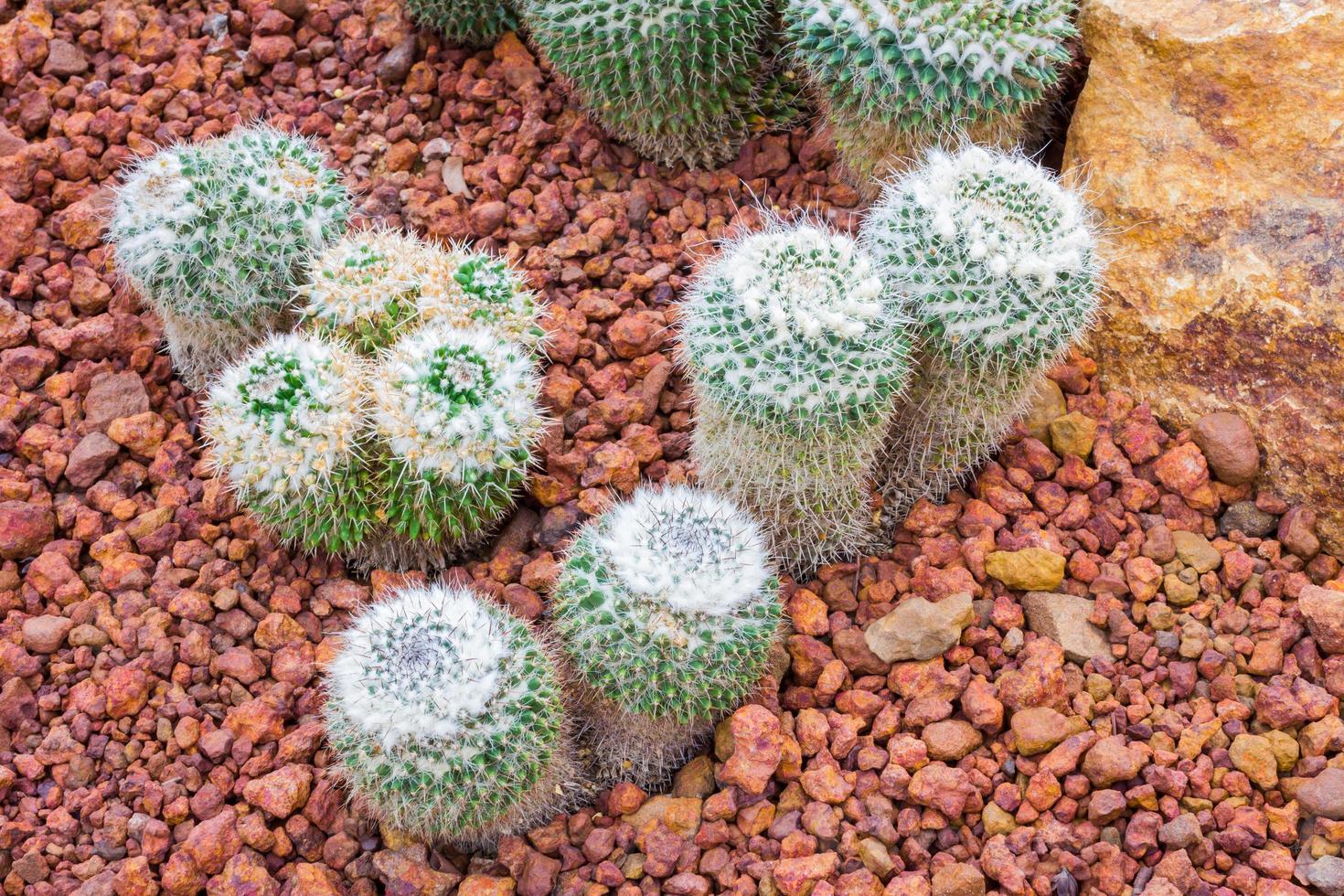 cactus - mammillaria sp. cactussen foto