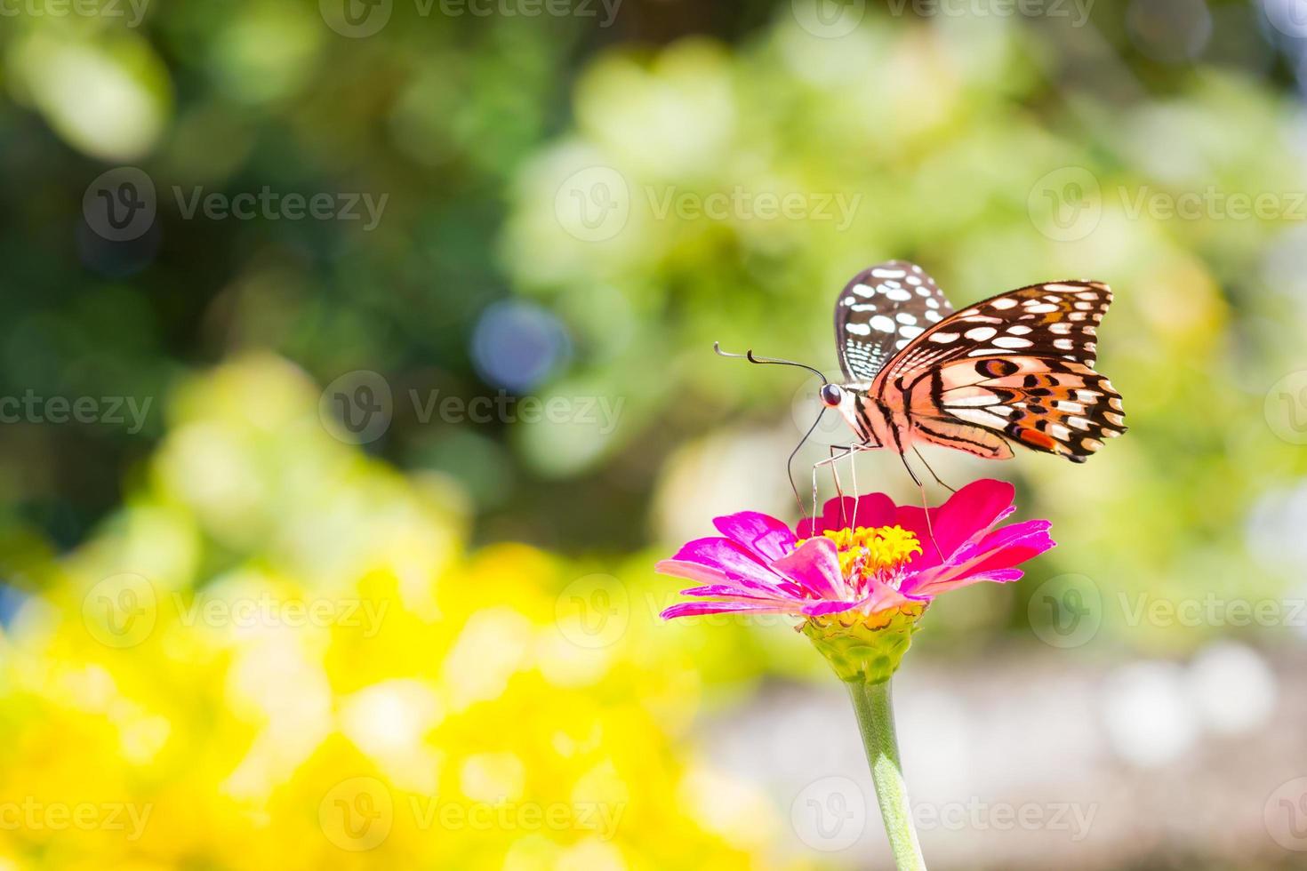vlinder op roze bloem in tropische tuin. Thailand foto