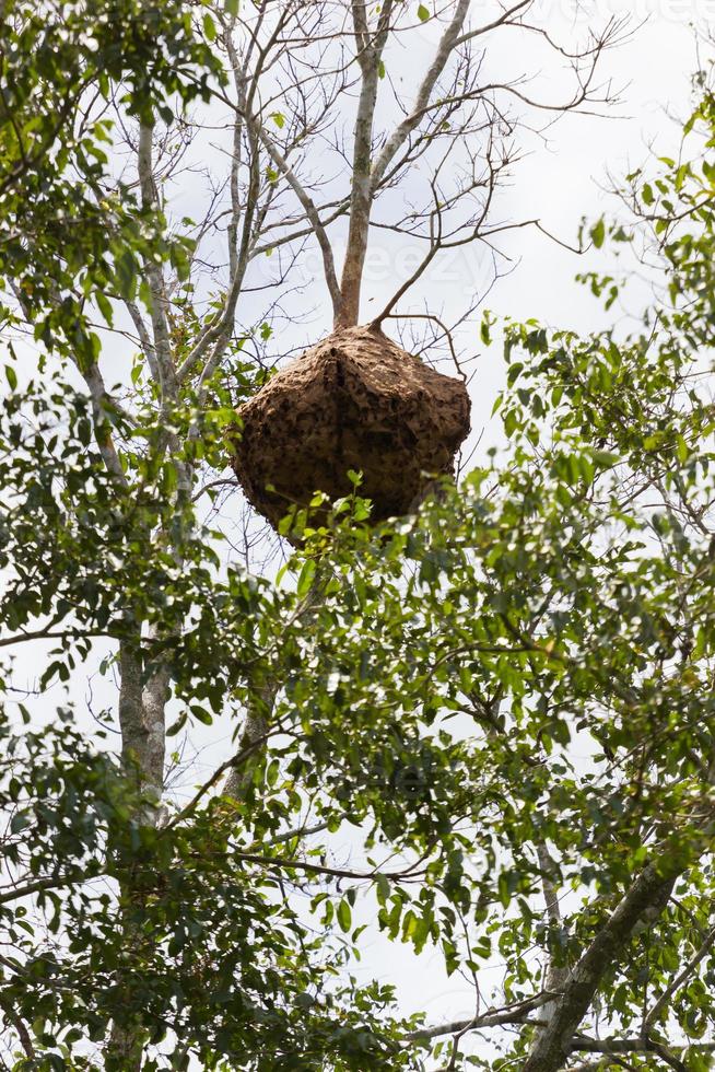 papieren wespennest hangt aan een boom in het bos, thailand foto