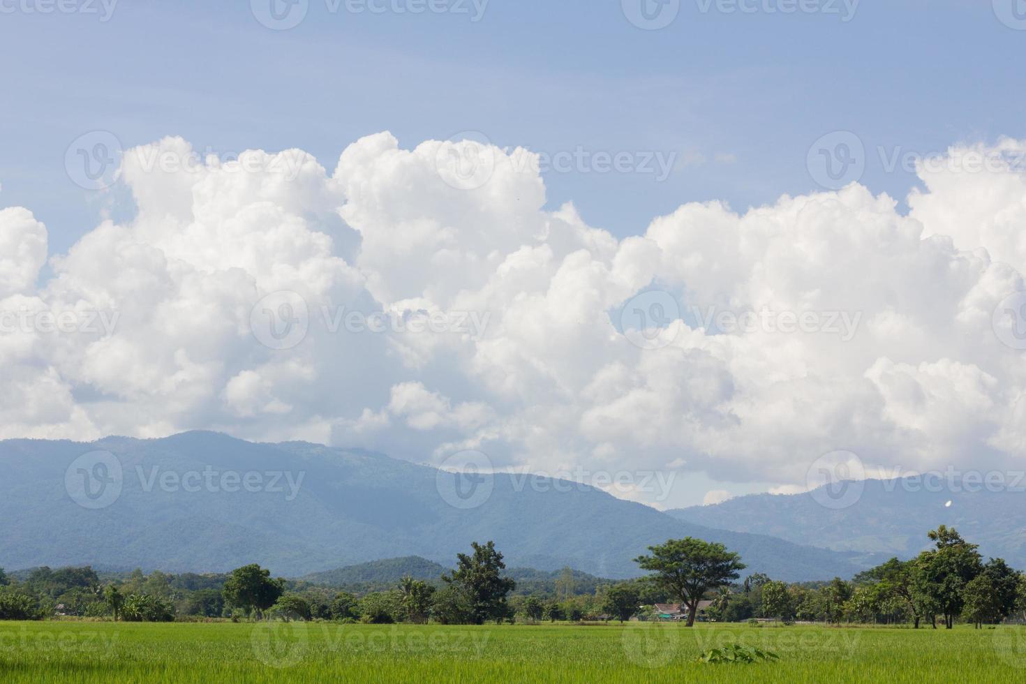 groen rijstveld met bergen achtergrond foto