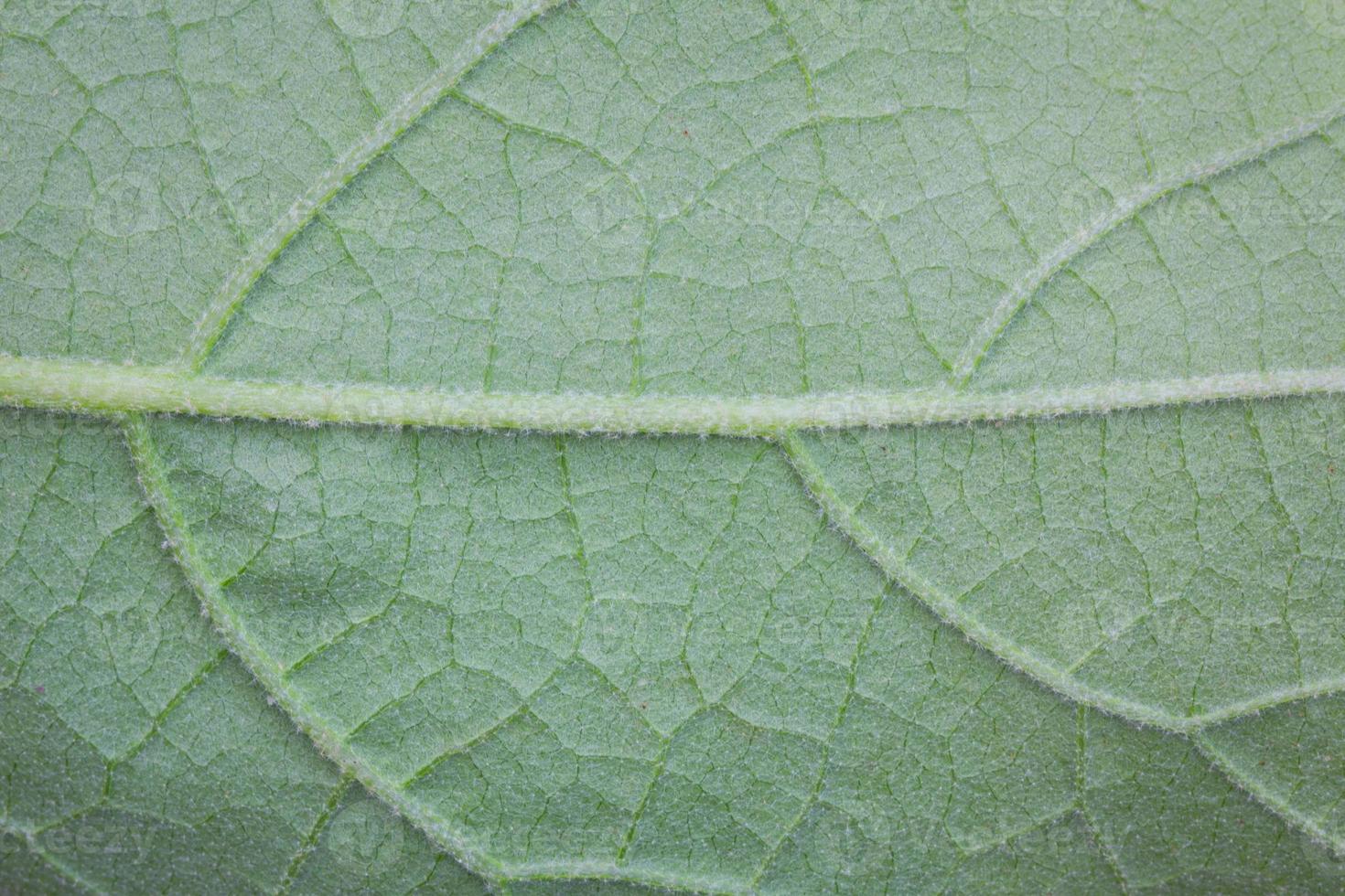 abstracte groene bladtextuur voor achtergrond foto