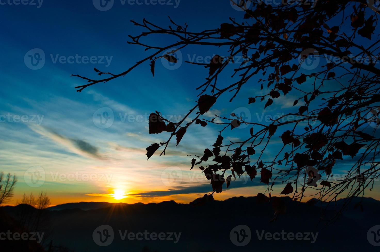 het verlaat de takplant bij zonsondergang foto