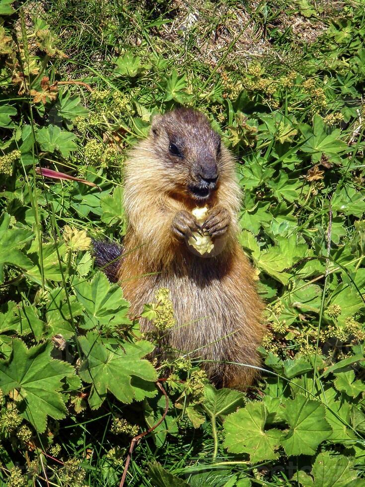marmot aan het eten in de gras foto