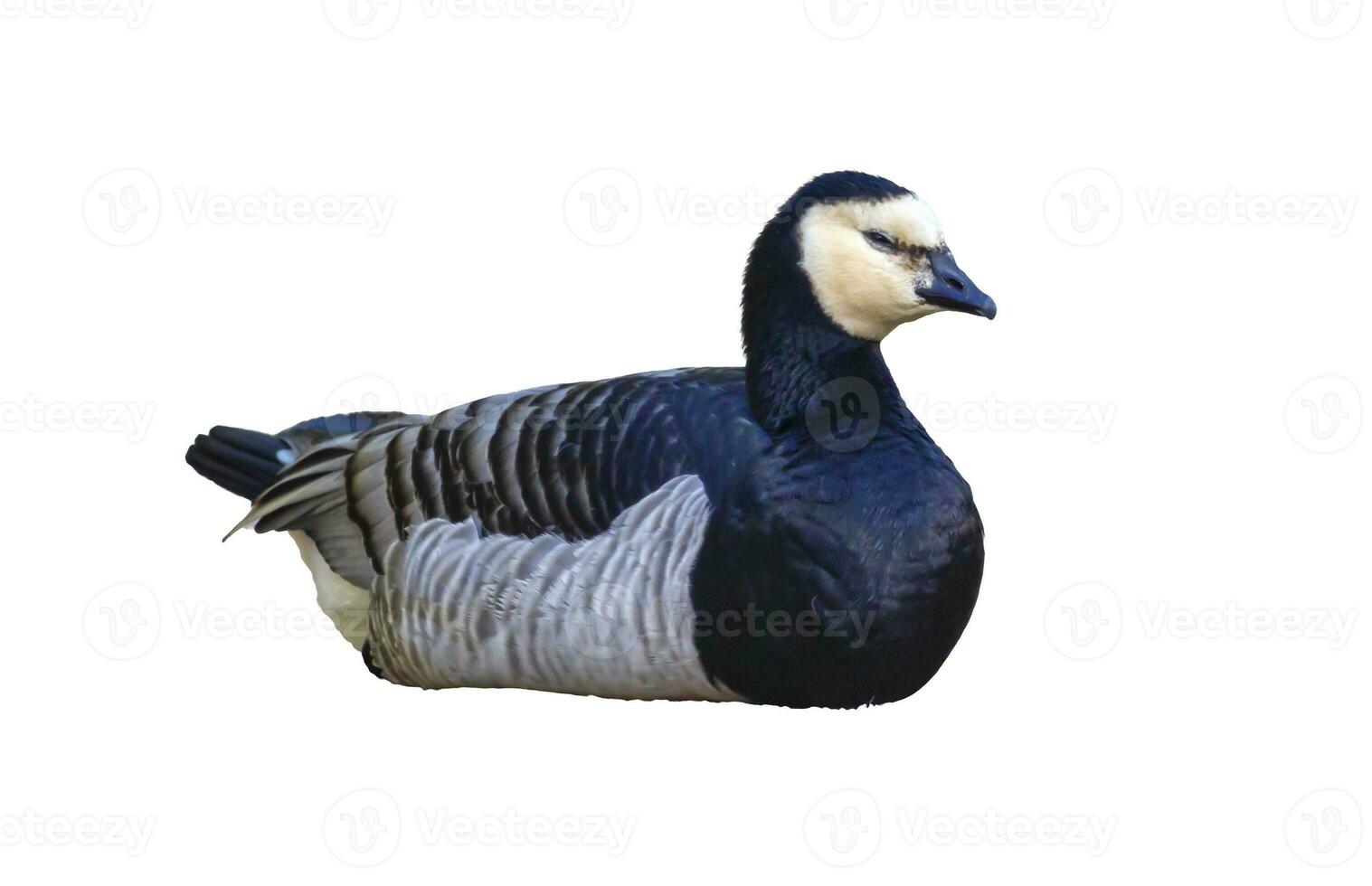 eendenmossel gans, Branta leukopsis, hebben rust uit foto