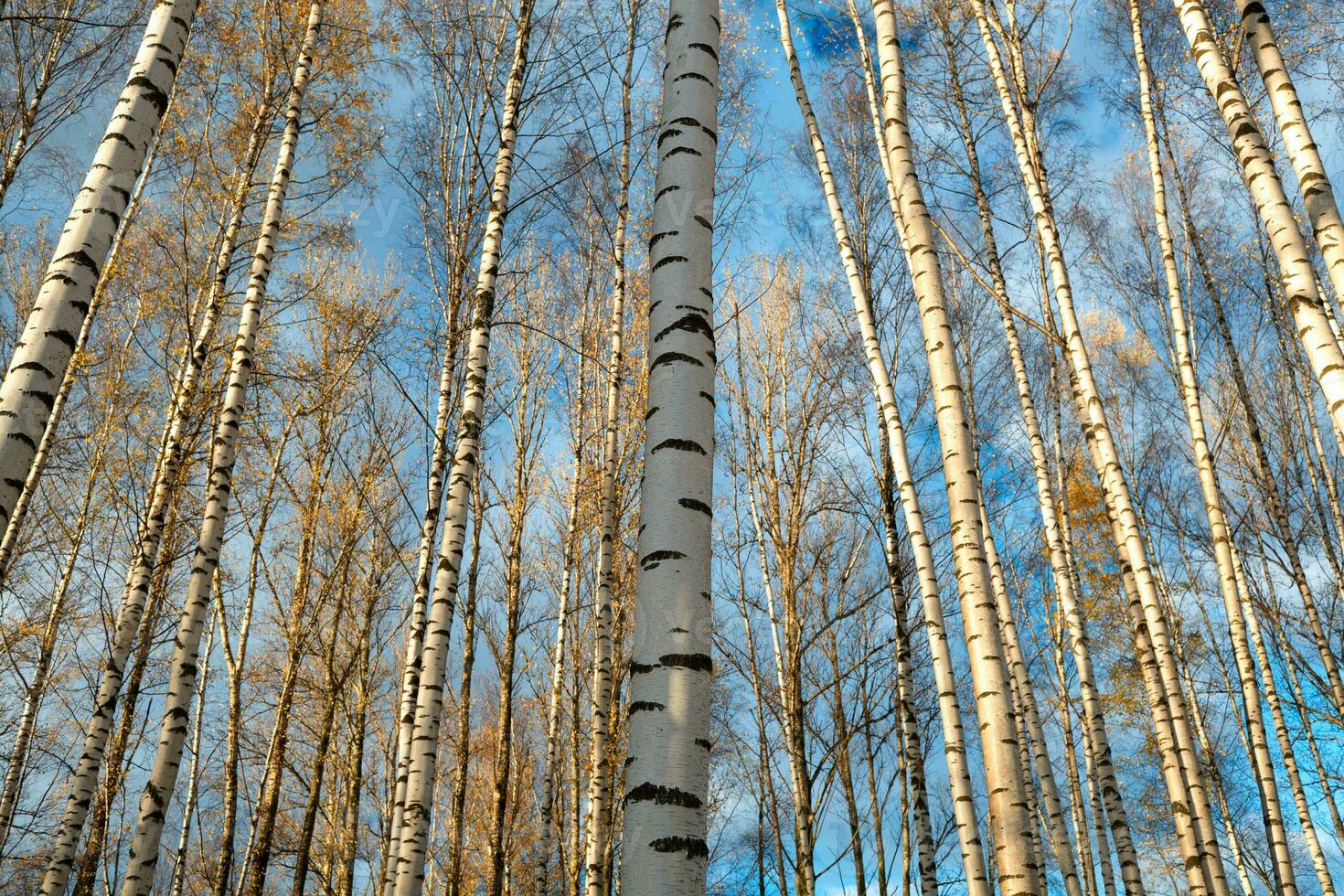 berk bomen achtergrond. foto