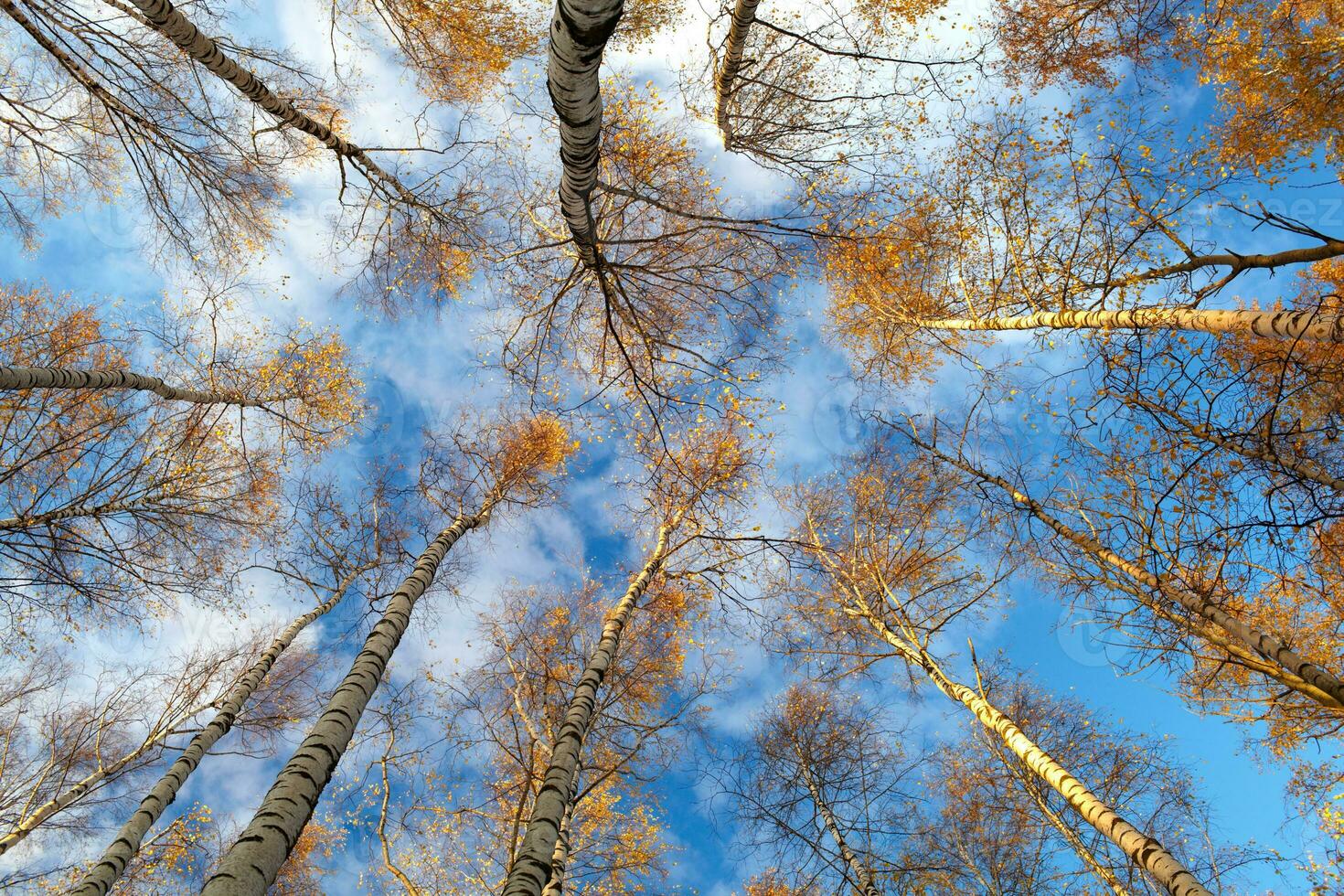 berk bomen. laag hoek. foto