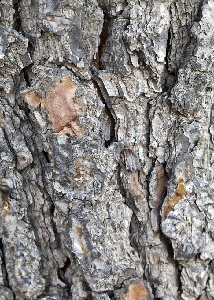 natuurlijke boom houten schors stam foto