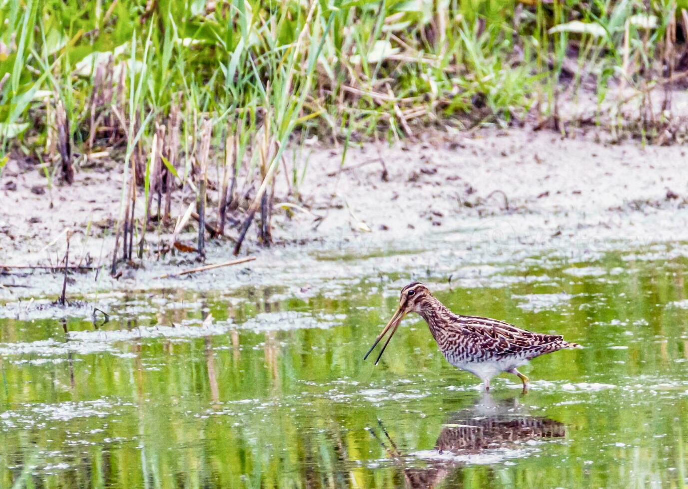 ridder gambette gemeenschappelijk tureluur vogel, tringa totanus, op zoek voor foto