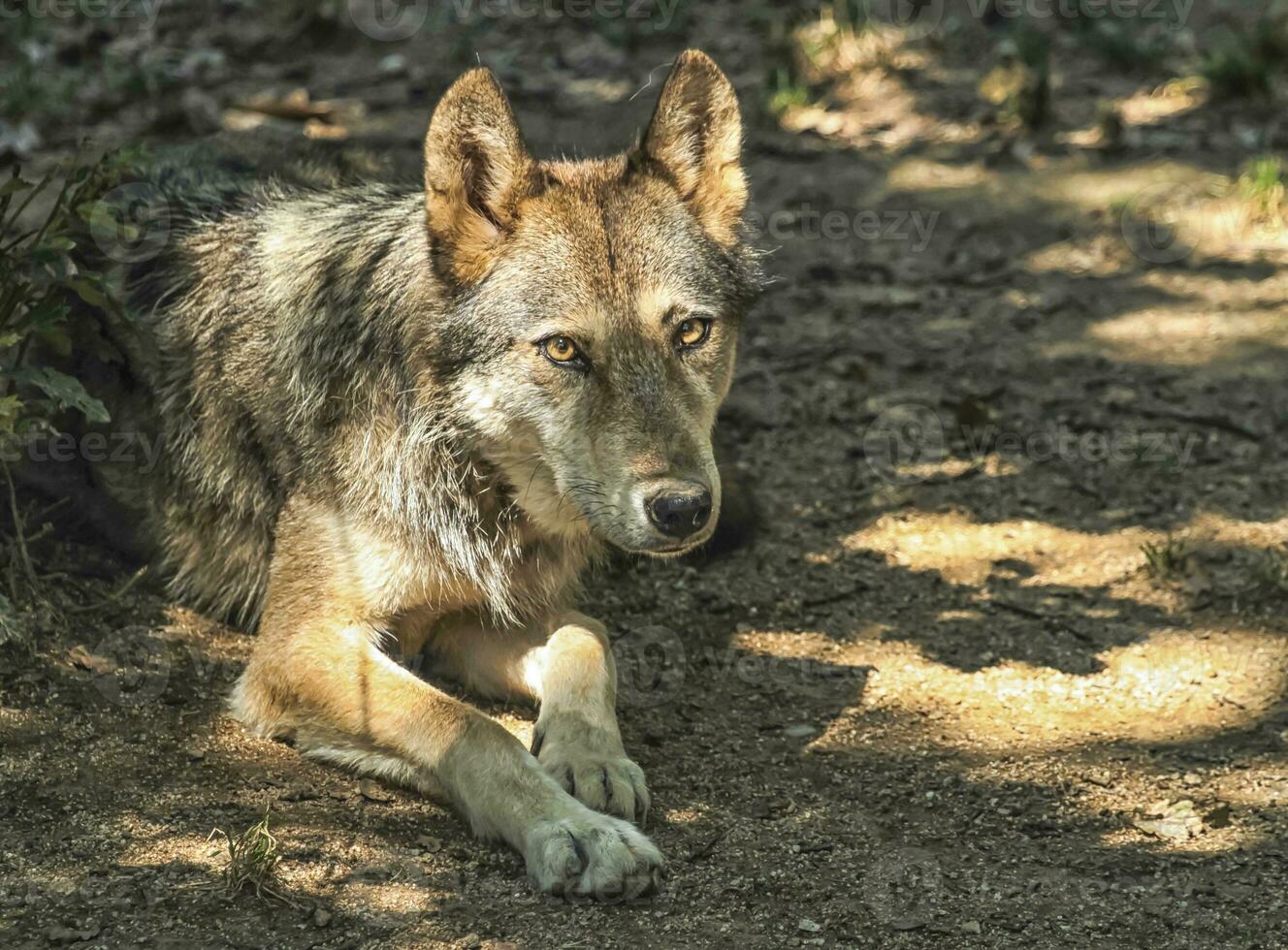 grijs, hout of western wolf, canis lupus foto