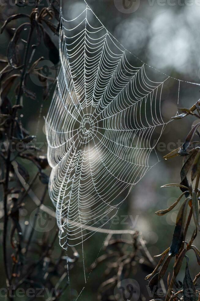 ingewikkeld spin web foto