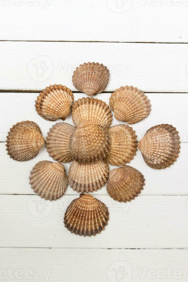 meerdere clam schelpen geïsoleerd foto