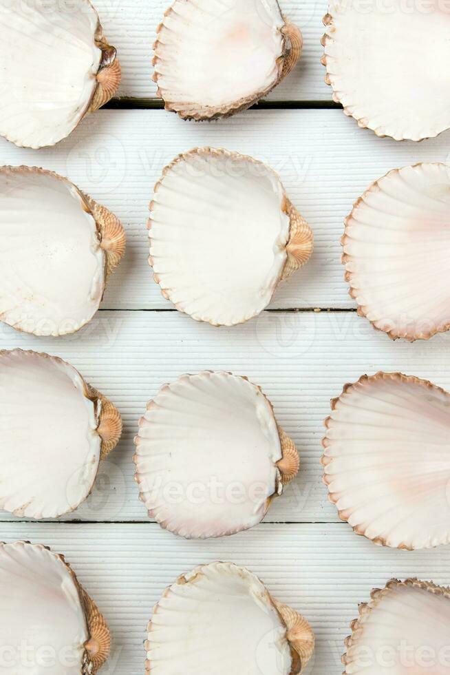 meerdere clam schelpen geïsoleerd foto