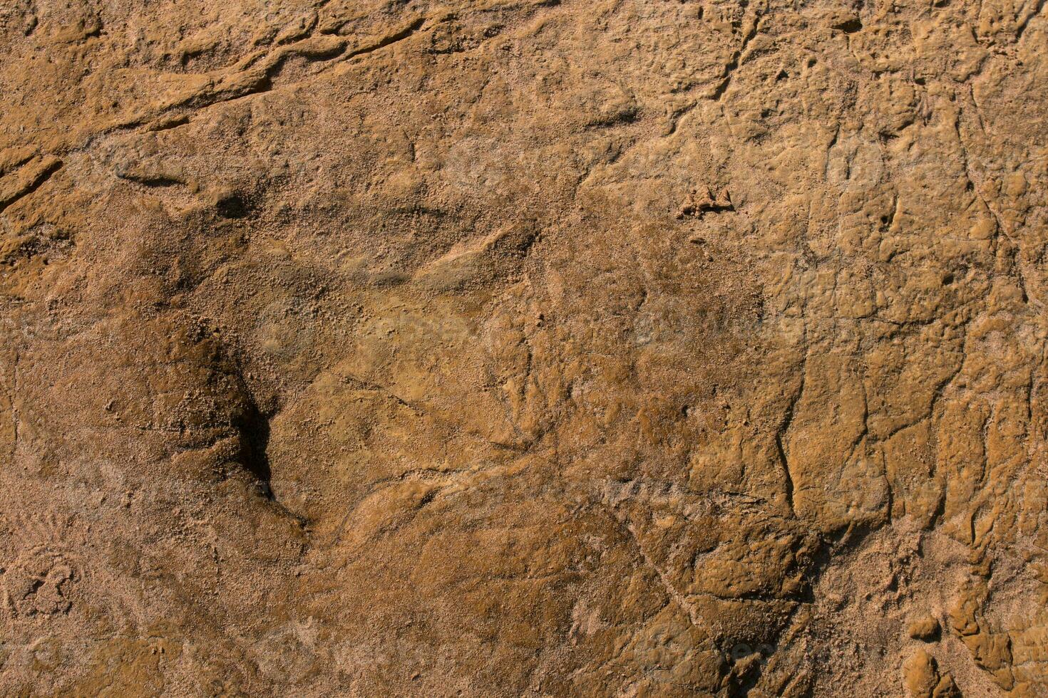dinosaurus voetafdrukken Aan steen foto
