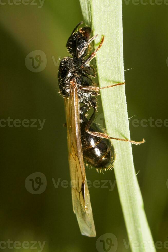 oogstmachine mier - messor barbarus foto