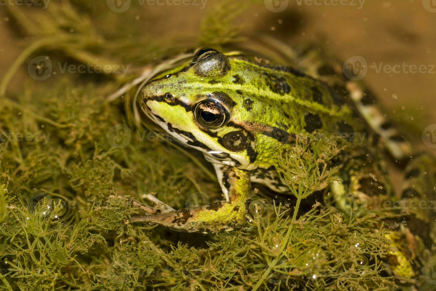 groen kikker Aan vijver foto