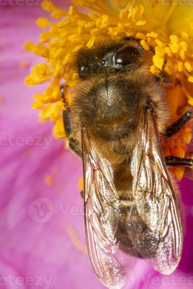 honing bij bestuiver foto